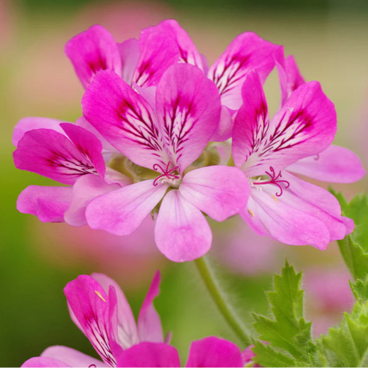 Sweet Orange Face Mist