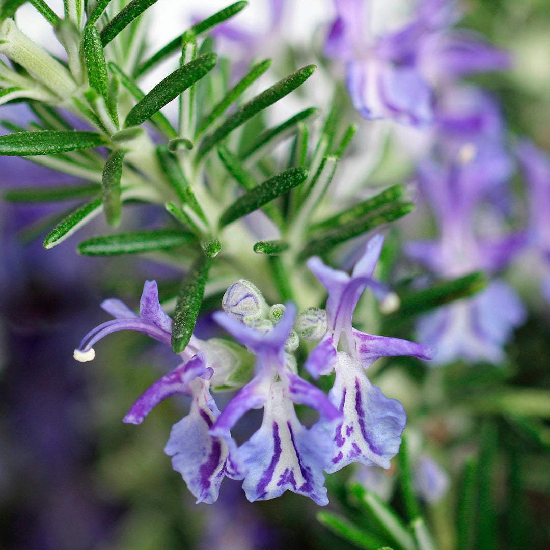 Rosemary Hair Oil & Hair Mist Pack.