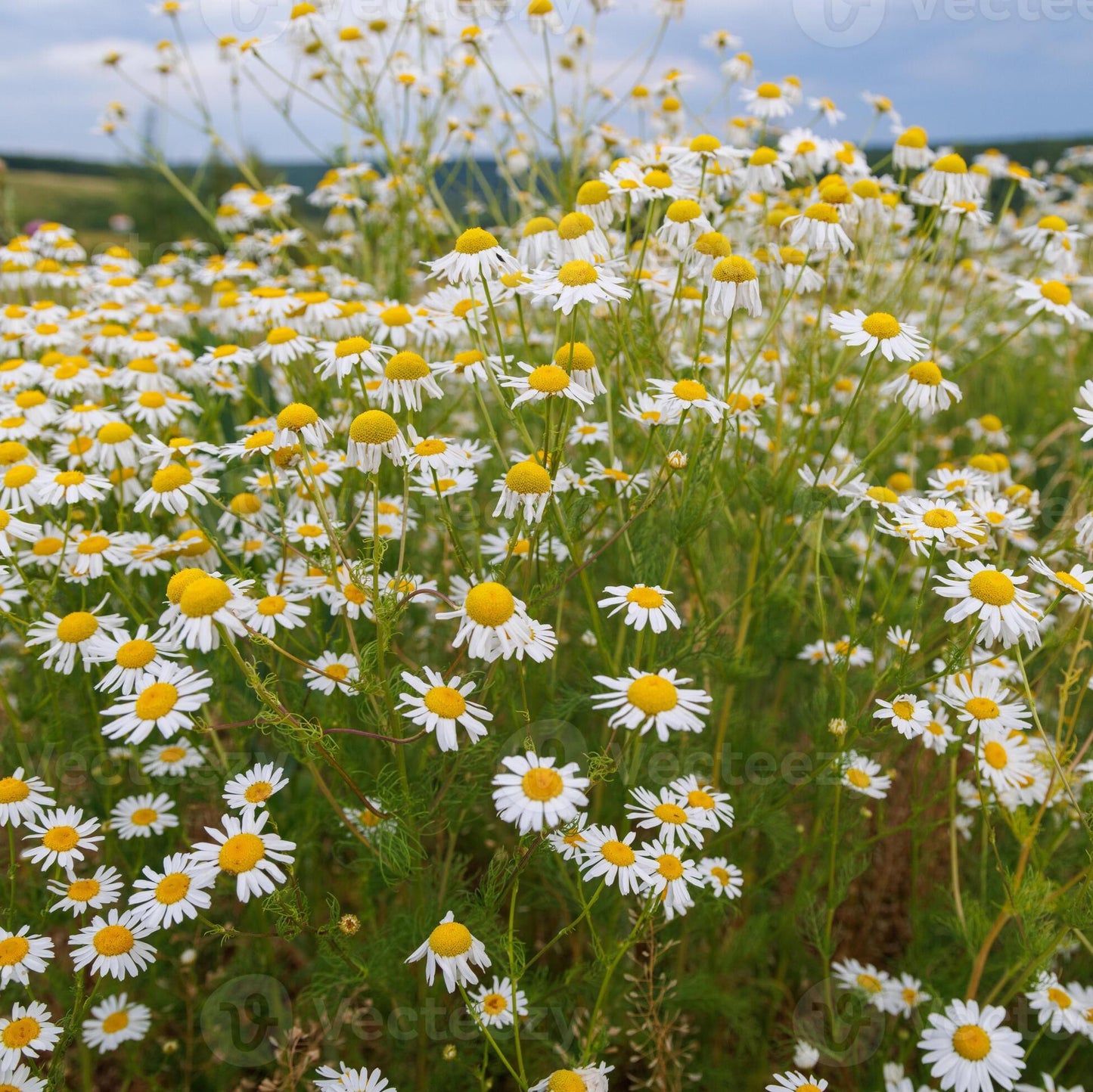 Soothe ~ Healing Face & Body Balm.