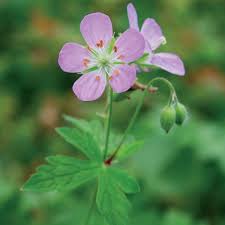 Geranium - Nourishing Body Oil