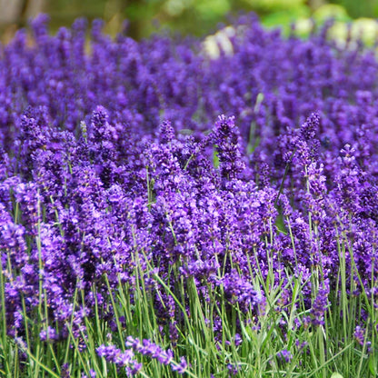 Lavender Face Mist